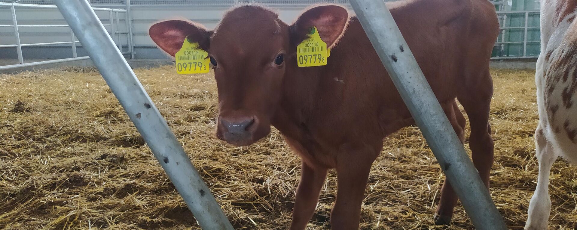 В агрогородке Устье реализуется программа по воспроизводству племенного красного скота из Дании. - Sputnik Беларусь, 1920, 11.11.2025
