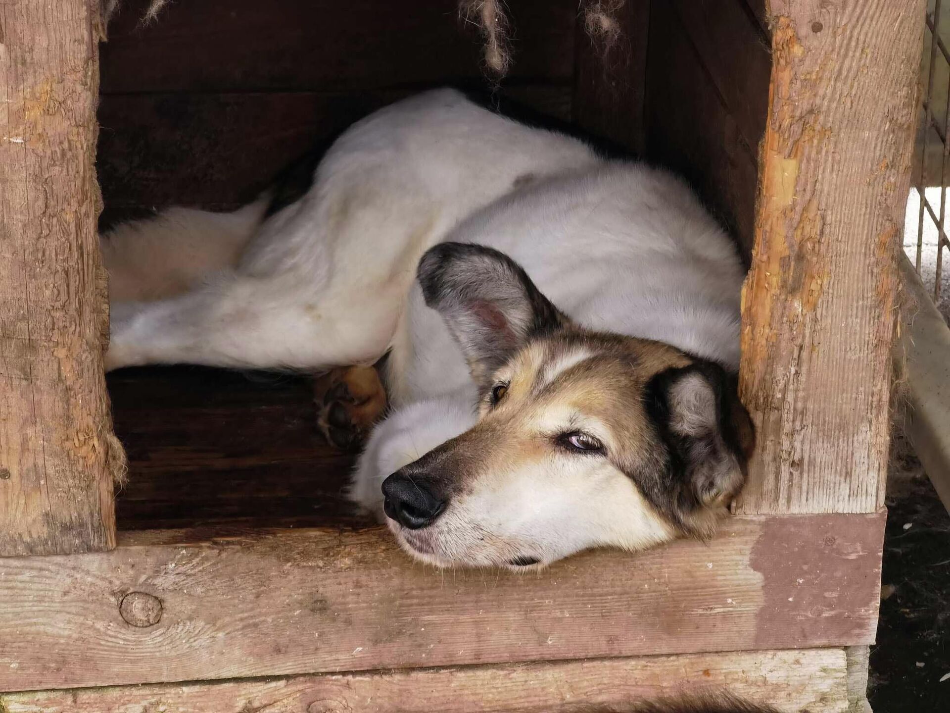 Добрик - пес, именем которого назван приют - Sputnik Беларусь, 1920, 17.08.2021