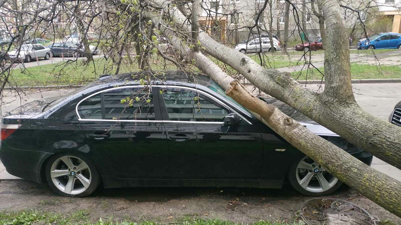 Реально ли получить возмещение, если на авто упало дерево? - 14.05.2022,  Sputnik Беларусь