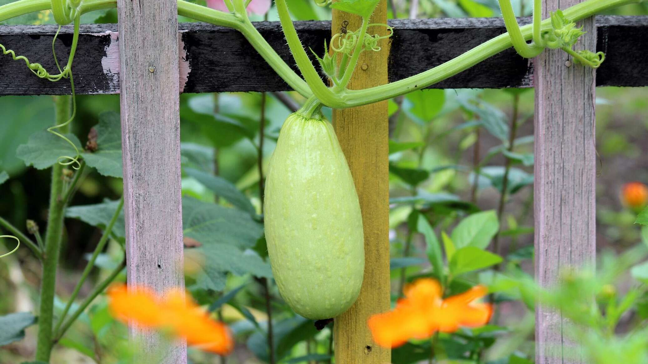 Кабачки в теплице