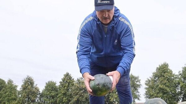 Александр Лукашенко на уборке арбузов - Sputnik Беларусь