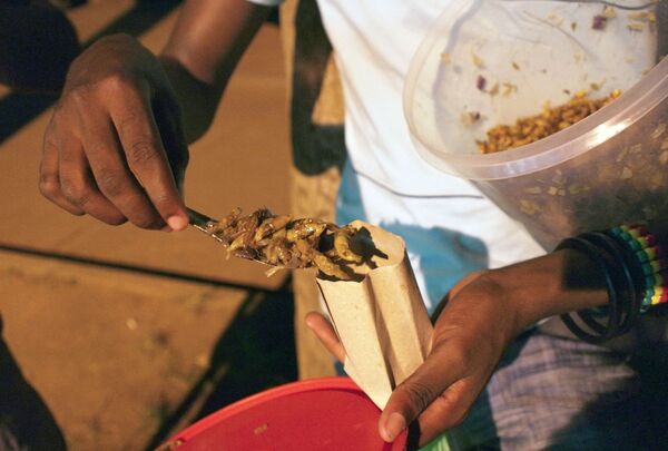 Кузнечики, обескрыленные и обжаренные с луком, являются деликатесом в центральном регионе Уганды. Ловцы насекомых используют яркий свет, чтобы привлечь летающих насекомых. - Sputnik Беларусь