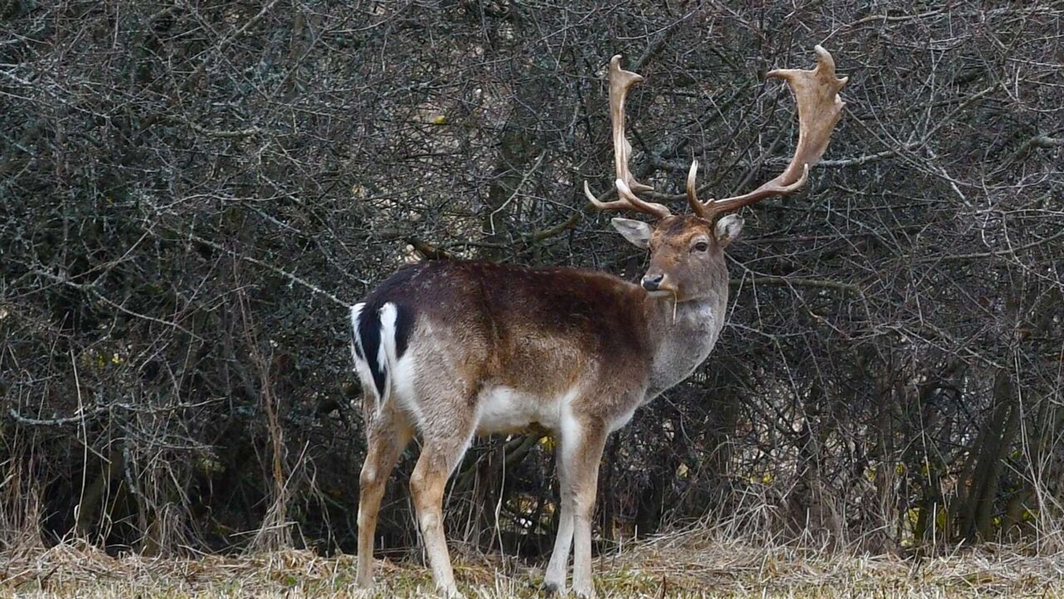 Зараженные олени. Олень Нижний Новгород фото.
