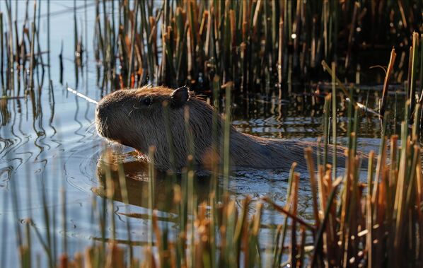 Капибара – полуводное травоядное млекопитающее, распространенное в Южной и Центральной Америке. - Sputnik Беларусь