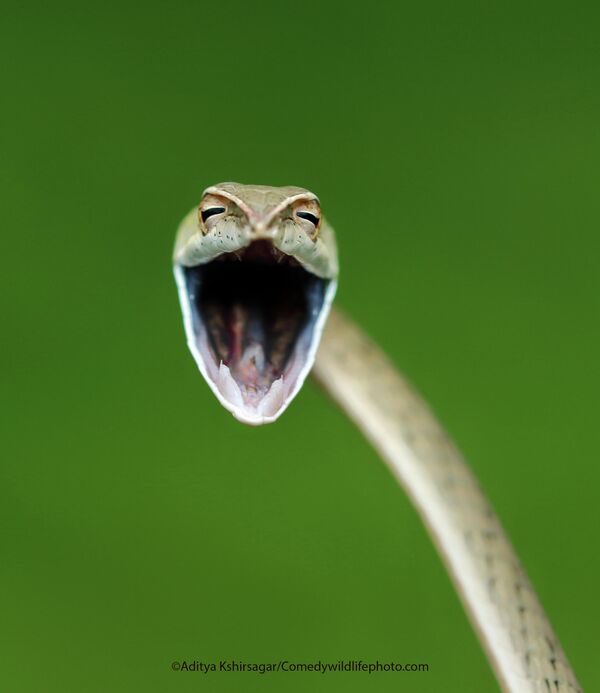 Смеющаяся змея.Виноградные змеи - очень часто встречающиеся змеи в западной Индии. При приближении проявляют агрессию, широко открывая рот. На самом деле, они красивые и безобидные. - Sputnik Беларусь