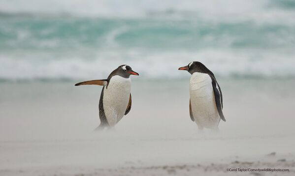 Пингвин указующий.Два пингвина Генту на Фолклендских островах что-то обсуждают во время прибоя. - Sputnik Беларусь