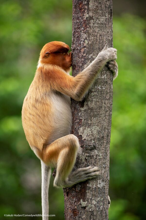 Обезьяна-носач на острове Борнео чешет нос о дерево.  - Sputnik Беларусь