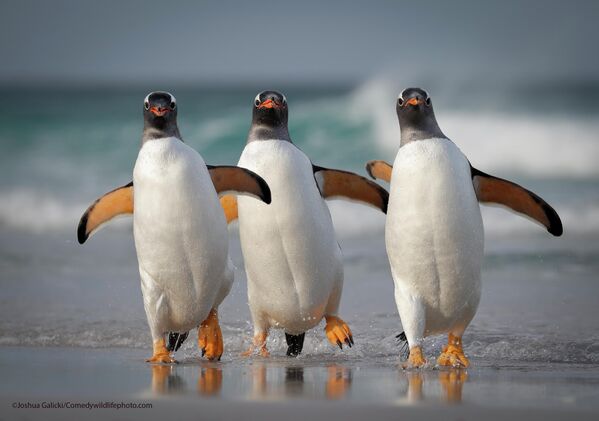 Трио пингвинов на пляже Фолклендских островов. - Sputnik Беларусь