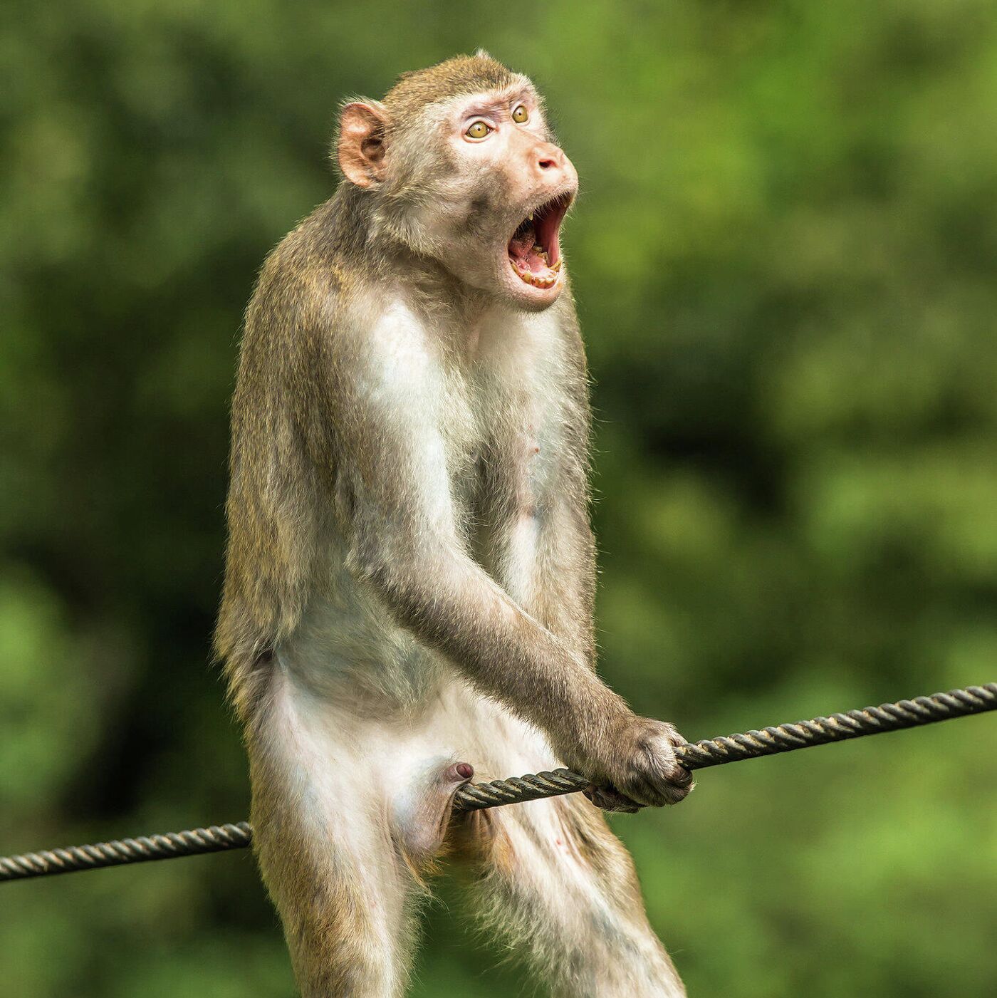 Правила этикета у обезьян: как они здороваются и прощаются?