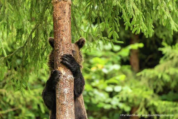 Медвежонок, спускающийся с дерева, выглядит так, будто играет в прятки. - Sputnik Беларусь