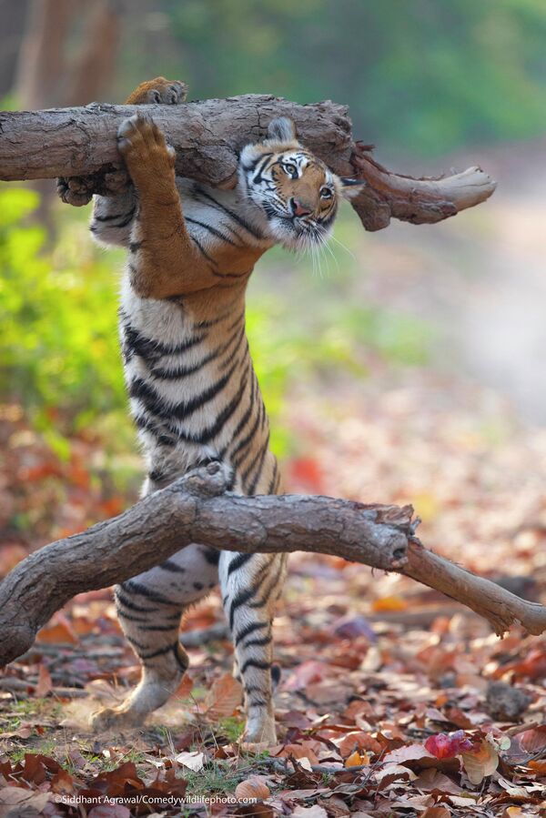 На ужин будет жареный олень.Тигрица в национальном парке Джима Корбетта в Индии встала на задние лапы, чтобы поточить когти. Но выглядит так, что она несет бревно на плечах. - Sputnik Беларусь
