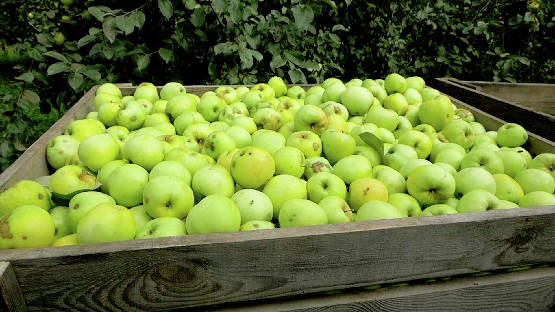 Купить яблоки в минске. Урожай яблок. Фрукты на белорусском. Августовские яблоки. Закупилась яблоками.