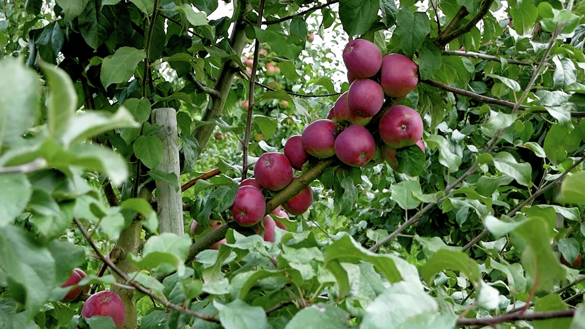 Садоводы уверяют: яблоки выращены без химии - Sputnik Беларусь, 1920, 08.09.2021