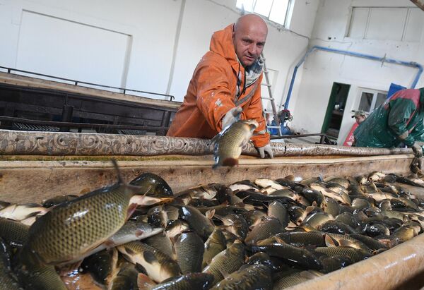 Частникам рыбу продают от 5 тонн ( сразу или по тонне в неделю) за 3,70-5,20 за килограмм в зависимости от вида. - Sputnik Беларусь
