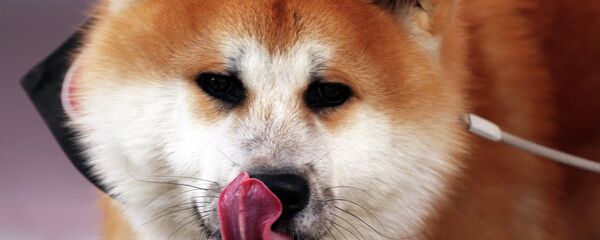 Хаскі - Sputnik Беларусь