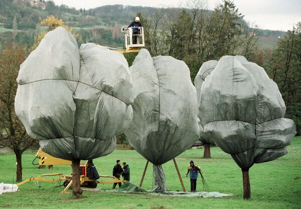 &quot;Обернутые деревья&quot; в швейцарском парке Фонда Байелера 16 ноября 1998 года - последний &quot;упаковочный&quot; проект Жанны-Клод и Христо. 163 дерева, потерявшие листву, были обернуты 55 тысячами квадратных метров ткани. - Sputnik Беларусь