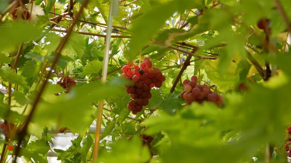 Выращивание винограда в Беларуси - Sputnik Беларусь