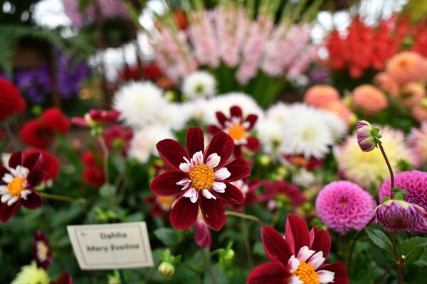 Выставка цветов Chelsea Flower Show - Sputnik Беларусь