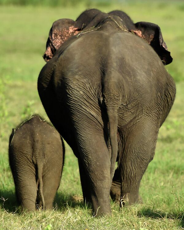 Во многих странах Африки разрешена охота на слонов для контроля над популяцией. Однако убийство - это не решение, считают природоохранные организации.  - Sputnik Беларусь