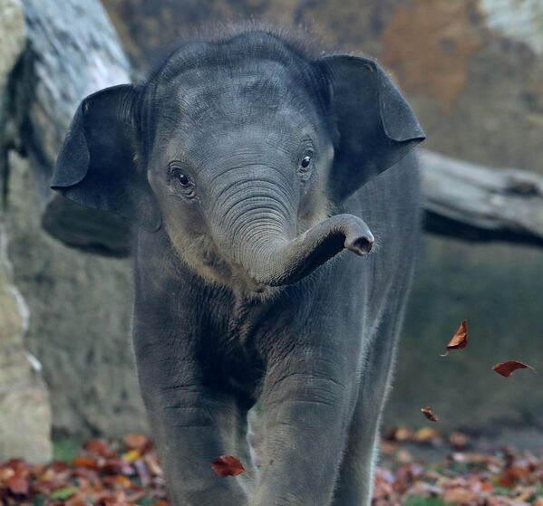 Слоны - самые крупные млекопитающие суши. Небольшой индийский слон весит как автомобиль - около 3 тонн, а вот вес африканских слонов может доходить до 7 тонн и выше.  - Sputnik Беларусь