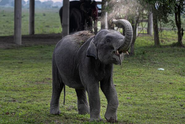 У слонов отсутствуют сальные и потовые железы, и от перегрева их спасают грязевые ванны и... уши.  - Sputnik Беларусь