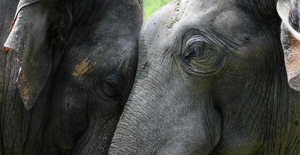 Тактильный контакт— важный аспект коммуникации среди слонов. Они приветствуют друг друга, поглаживая или обхватывая свои хоботы. - Sputnik Беларусь