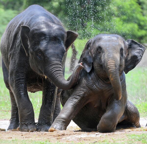 Слоны— коммуникабельные животные, для которых важную роль играет общение с сородичами. - Sputnik Беларусь