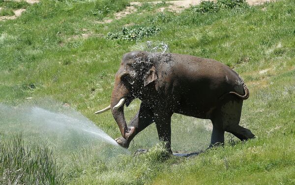 Хоботом слон может за один раз набрать от 6 до 7,5 литров воды. Хоботом слон может различать запахи в несколько сотен раз лучше, чем любая собака.А еще слоны могут хоботом брать ветки, чтобы отмахиваться от мух или почесывать спину. - Sputnik Беларусь