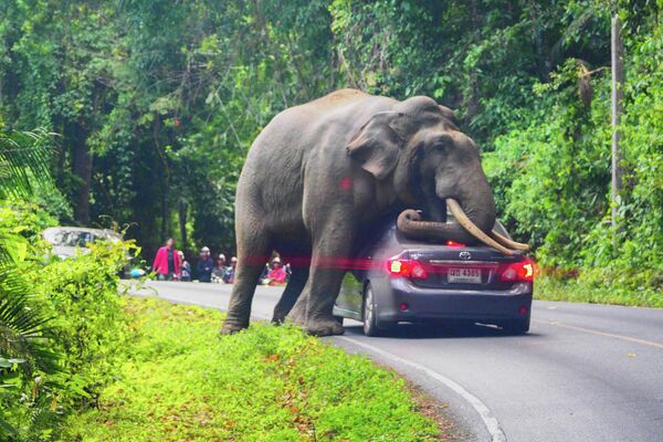 Дикие слоны часто нападают на людей. Этот, например, помял автомобиль туристов. Конфликты слонов с людьми обычно происходят тогда, когда человек, расширяя сельскохозяйственные угодья, нарушает традиционные маршруты миграции могучих животных. Когда же одного из членов стада убивают (фермеры часто стреляют в них, защищая свои угодья), другие слоны окружают тело, издают скорбные звуки, а затем начинают преследовать убийц.Установлено, что слоны опознают кости своих сородичей среди останков других животных и проявляют к ним большой интерес — обнюхивают, дотрагиваются хоботами и аккуратно, чтобы не сломать, ногами. - Sputnik Беларусь