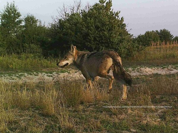 Волк в зоне отчуждения Чернобыльской АЭС - Sputnik Беларусь