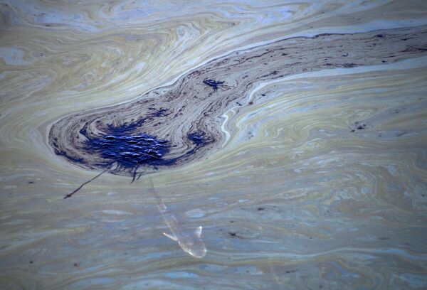 Рыба плавает под нефтяными пятнами в проливе Талберт. Уже зафиксирована гибель рыбы и других морских обитателей в результате катастрофы. - Sputnik Беларусь