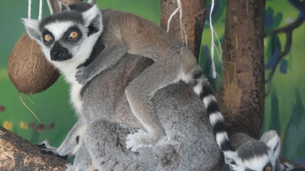 Лемур Марта и ее потомство - Sputnik Беларусь