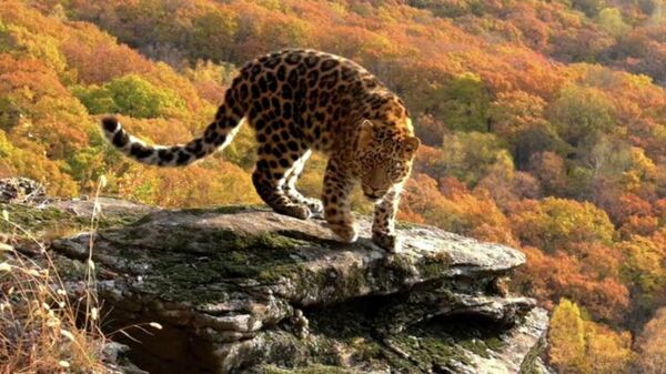 Новая самка леопарда появилась в нацпарке в Приморье (видео) - Sputnik Беларусь