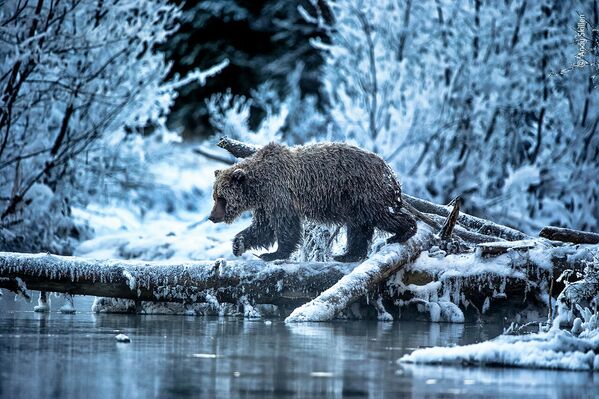Ледяной медведь приближается. Река Фишинг-Бранч на Юконе, Канада - место, где река никогда не замерзает, даже при -30°C. Ловля лосося здесь происходит поздней осенью - для медведей гризли эта незамерзшая вода дает последний шанс поесть перед зимней спячкой. Мех медведицы, мокрый после рыбалки, превратился в сосульки. Фотограф рассказывает, что &quot;можно было слышать, как они звенят, когда она проходила мимо&quot;. - Sputnik Беларусь