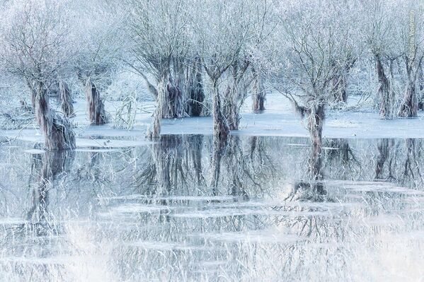 Ледяное озеро. Озеро Санта-Кроче расположено в провинции Беллуно, Италия. Деревья погрузились в воду и покрылись инеем. - Sputnik Беларусь
