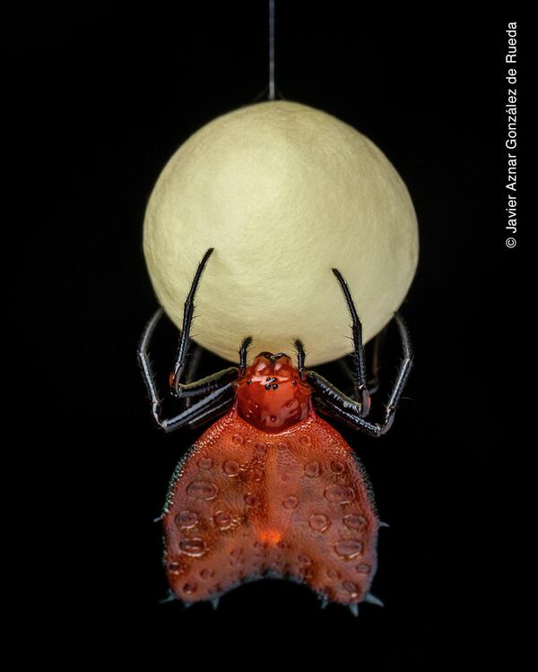 Стройка кокона для яиц. Во время ночной прогулки по тропическим лесам Амазонки недалеко от Тены, Эквадор, фотограф заметил паука-ткача, который строил кокон для яиц. Свешиваясь на прочной шелковой нити, эти самки пауков часами заключают свои яйца в шелковый кокон, который может содержать до нескольких сотен яиц. В эту темную ночь круглый кокон напоминал жемчужно-белую полную луну. - Sputnik Беларусь