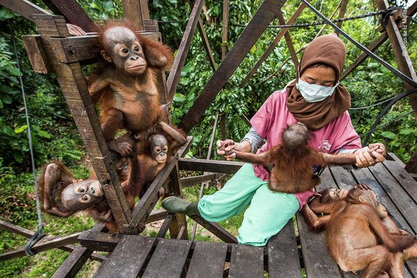 Будущее в ее руках. Из-за чрезмерной эксплуатации - промышленных рубок и расчистки земель для развития плантаций - тропические леса Борнео быстро исчезают. Эндемичные виды, такие как орангутанг, находятся под угрозой уничтожения. International Animal Rescue спасает осиротевших или раненых орангутангов. Они оказывают им необходимую медицинскую помощь и, по возможности, выпускают на волю. Здесь, в вольере, смотрительница заботится о младенцах. - Sputnik Беларусь