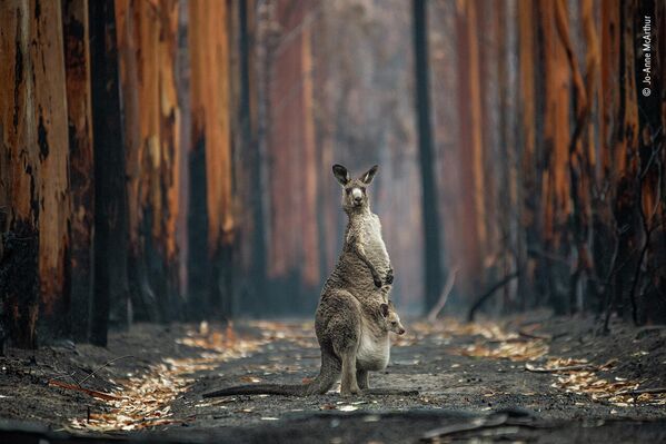 Надежда на сгоревшей плантации. Этот гигантский кенгуру и ее детеныш, изображенные недалеко от Маллакута, Виктория, были среди счастливчиков, спасенных от разрушительных лесных пожаров, охвативших штаты Новый Южный Уэльс и Виктория в 2020 году. - Sputnik Беларусь