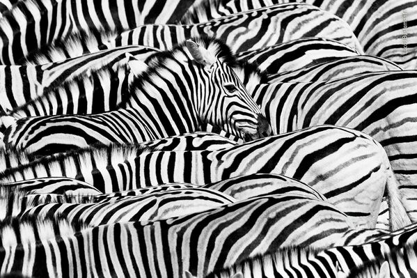Жизнь в черно-белом цвете. Десятки равнинных зебр пришли к водопою Окаукуэджо в национальном парке Этоша в Намибии. Собравшись вместе и двигаясь как одно целое, зебры поочередно опускали головы, чтобы набрать воду. - Sputnik Беларусь