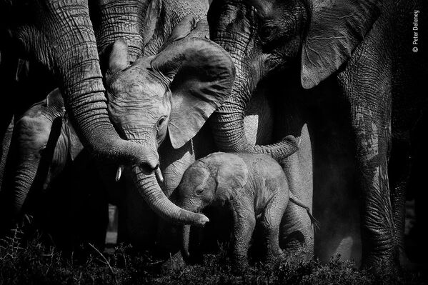 Узы любви. Стадо слонов в заповеднике Аддо, Южная Африка, сомкнулось, выталкивая своих детенышей в середину группы для защиты. Слоны создают узы, которые сохраняются на всю жизнь, и они могут проявлять все эмоции - от любви до гнева. - Sputnik Беларусь
