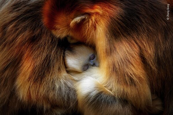 Объятия обезьян. Умеренные леса гор Циньлин в Китае - единственная среда обитания бирманских курносых обезьян, находящихся под угрозой исчезновения. В семье у этих животных все близки и дружны друг с другом. Когда приходит время отдыхать, самки и молодые обезьяны (с синими мордочками) сбиваются в кучу, чтобы согреться и защититься. - Sputnik Беларусь