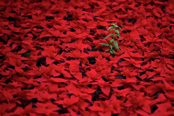 Шесть гектаров традиционных рождественских красных цветов пуансеттии в питомнике Дублина готовы отправиться в цветочные магазины. - Sputnik Беларусь