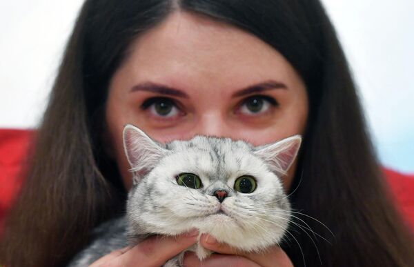 Выставка котов в Минске - Sputnik Беларусь