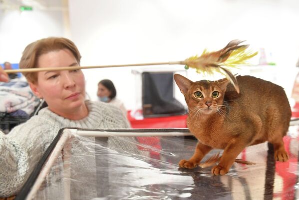 Выставка котов в Минске - Sputnik Беларусь