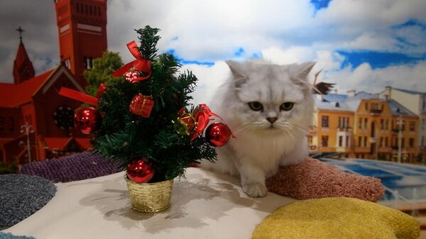 Выставка кошек прошла в Минске - Sputnik Беларусь