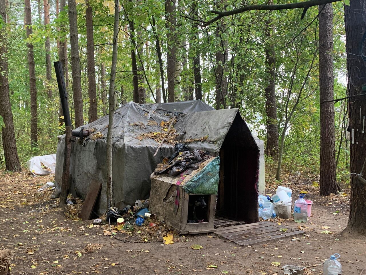 Бомж построил домик в лесу под Гродно – все закончилось пожаром и смертью -  20.12.2021, Sputnik Беларусь