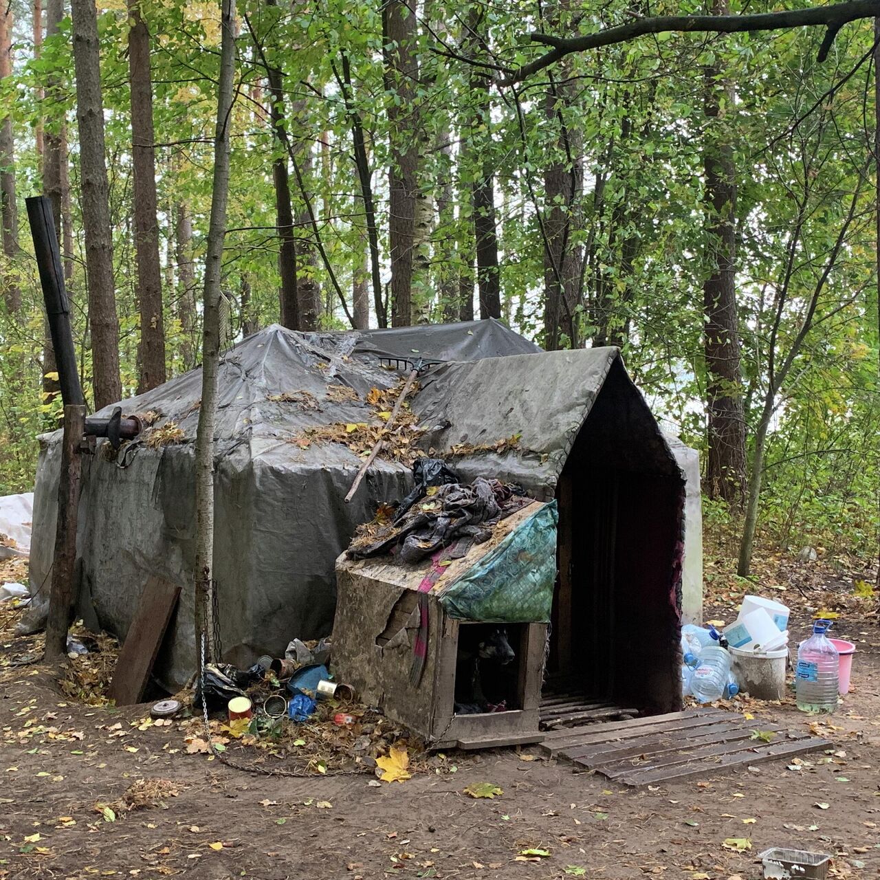 Бомж построил домик в лесу под Гродно – все закончилось пожаром и смертью -  20.12.2021, Sputnik Беларусь