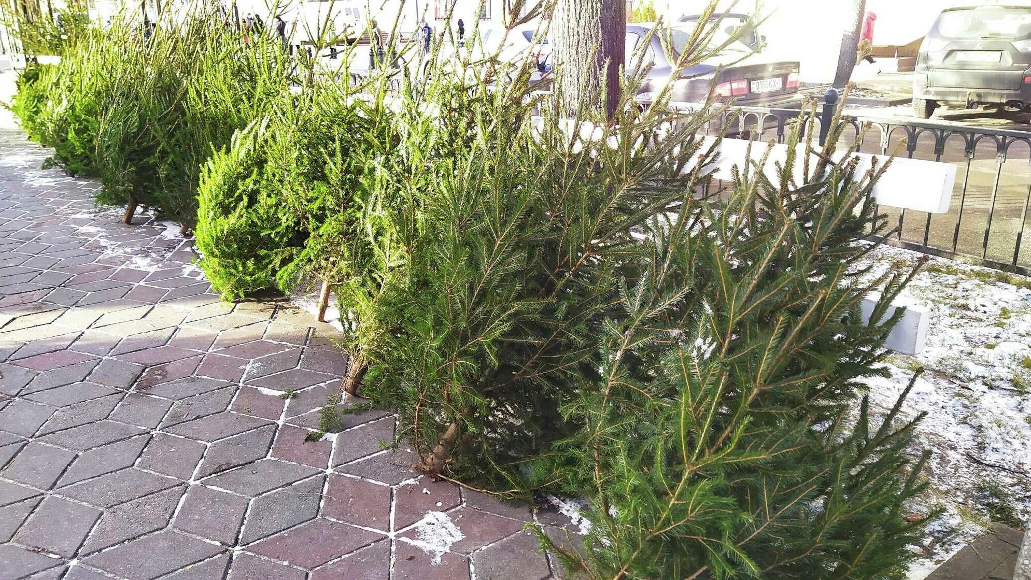 Лесхоз откроет елочный базар в Минске 16 декабря - 09.12.2022, Sputnik ...