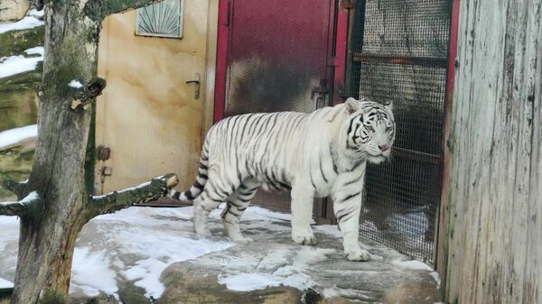 Как живут тигры в Минском зоопарке – видео  - Sputnik Беларусь