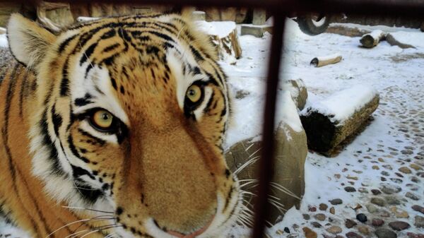 Тигры в Минском зоопарке - Sputnik Беларусь
